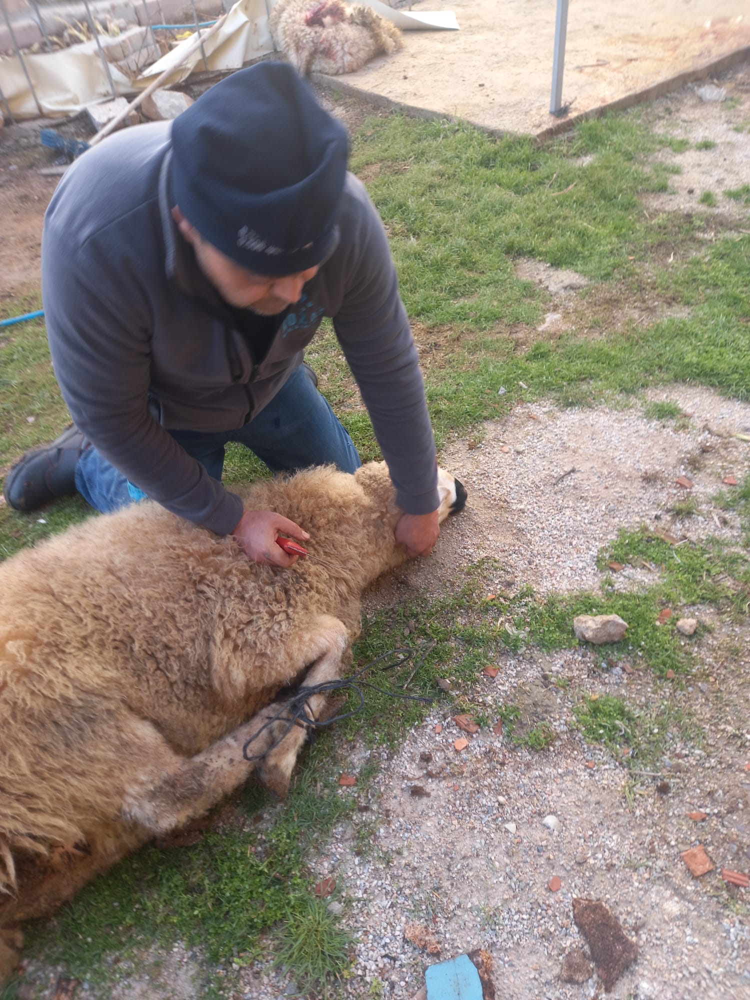 42 S Atalay Hayvancılık